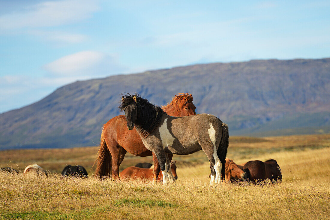 'Icelandic Horses; Laugarvatn, Arnessysla, Iceland'