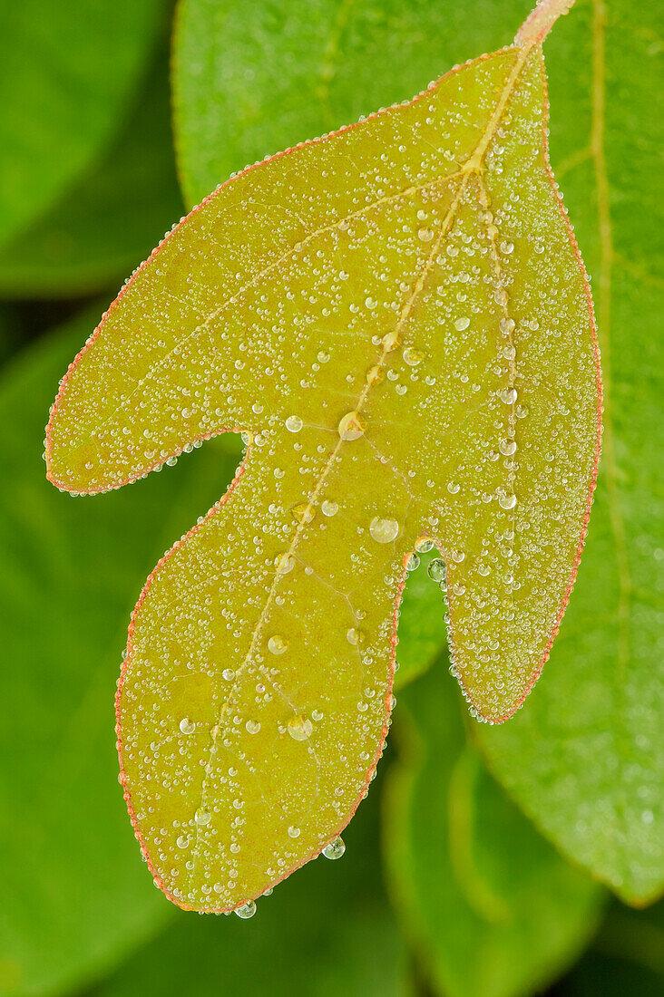 'Close Up Of A Leaf Covered In Moisture; Ohio, United States Of America'