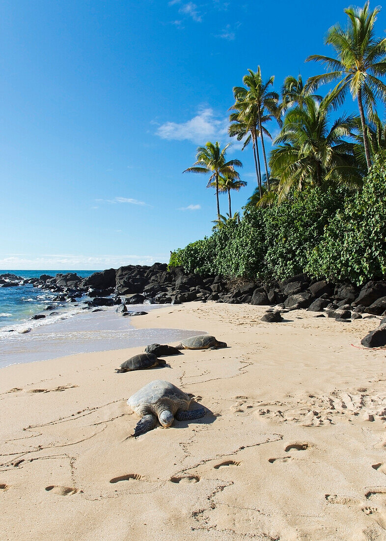 'A Turtle On Laniakea Beach (Turtle Beach) On The North Shore; Oahu, Hawaii, United States Of America'