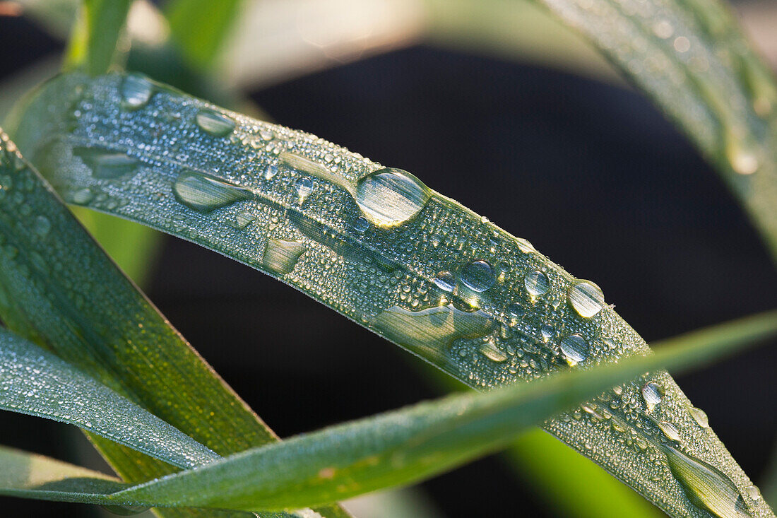 'Close Up Of Rain Droplets And Dew On Blade Of Grass; Calgary, Alberta, Canada'