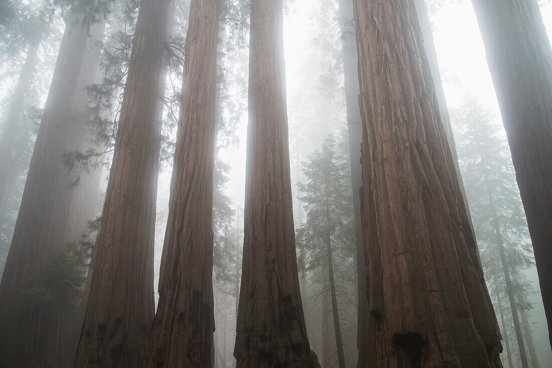 'Sequoia National Park; California, United States Of America'