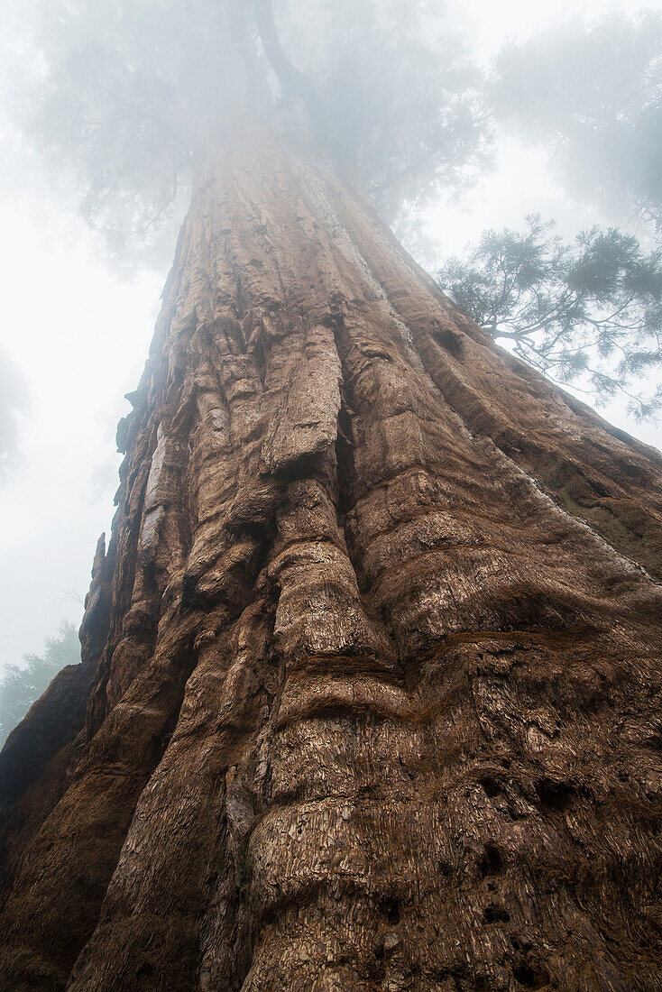 'Sequoia National Park; California, United States Of America'