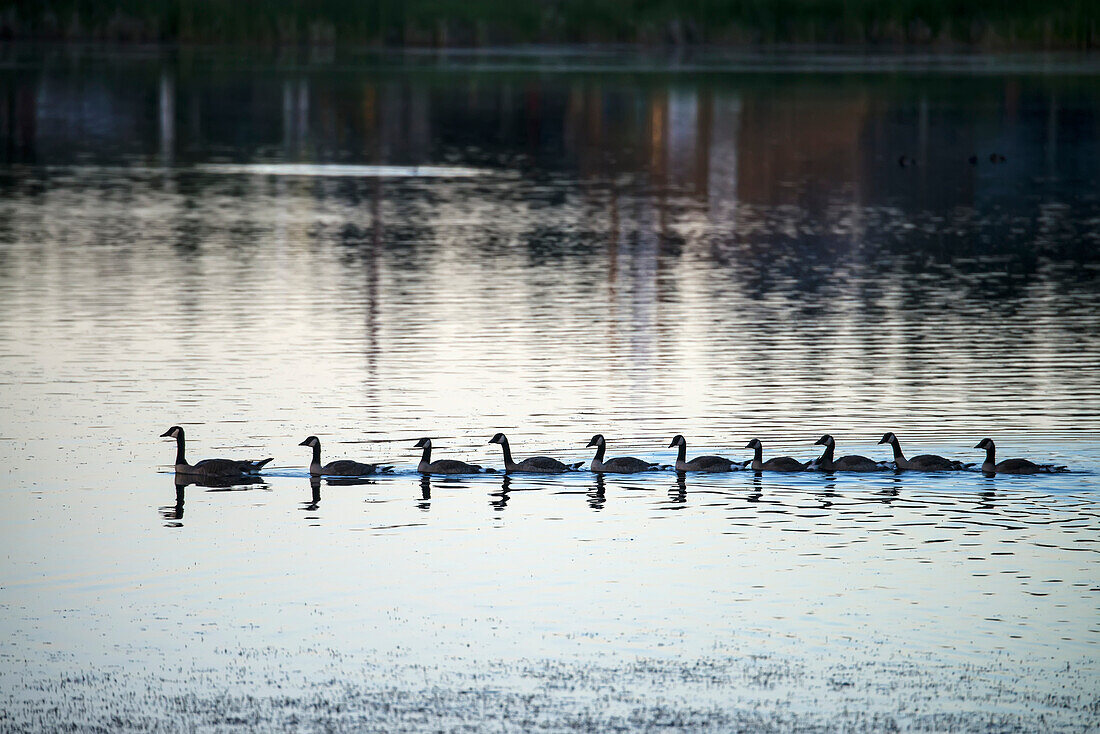'Canada Geese (Branta Canadensis) Swimming In Straight Line Behind Mother Goose; 100 Mile House, British Columbia, Canada'