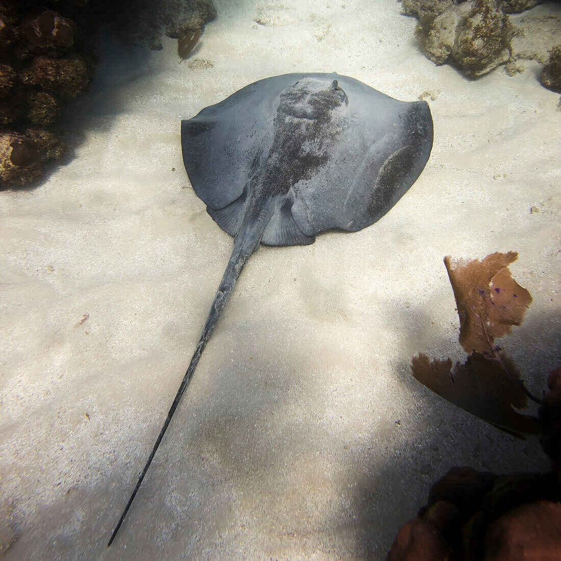 'Caribbean Whiptail Stingray (Himantura Schmardae); Utila, Bay Islands, Honduras'