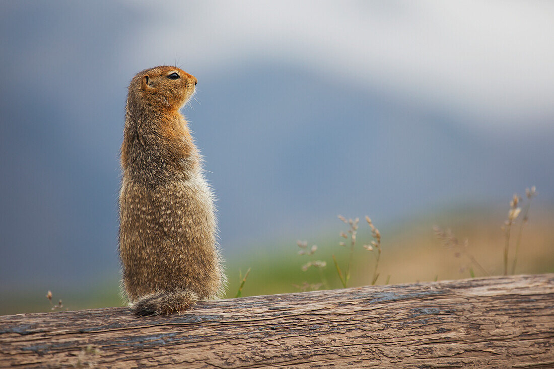 'An Arctic Ground Squirrel (Urocitellus Parryii) Sits On A Log In Denali National Park And Preserve; Alaska, United States Of America'