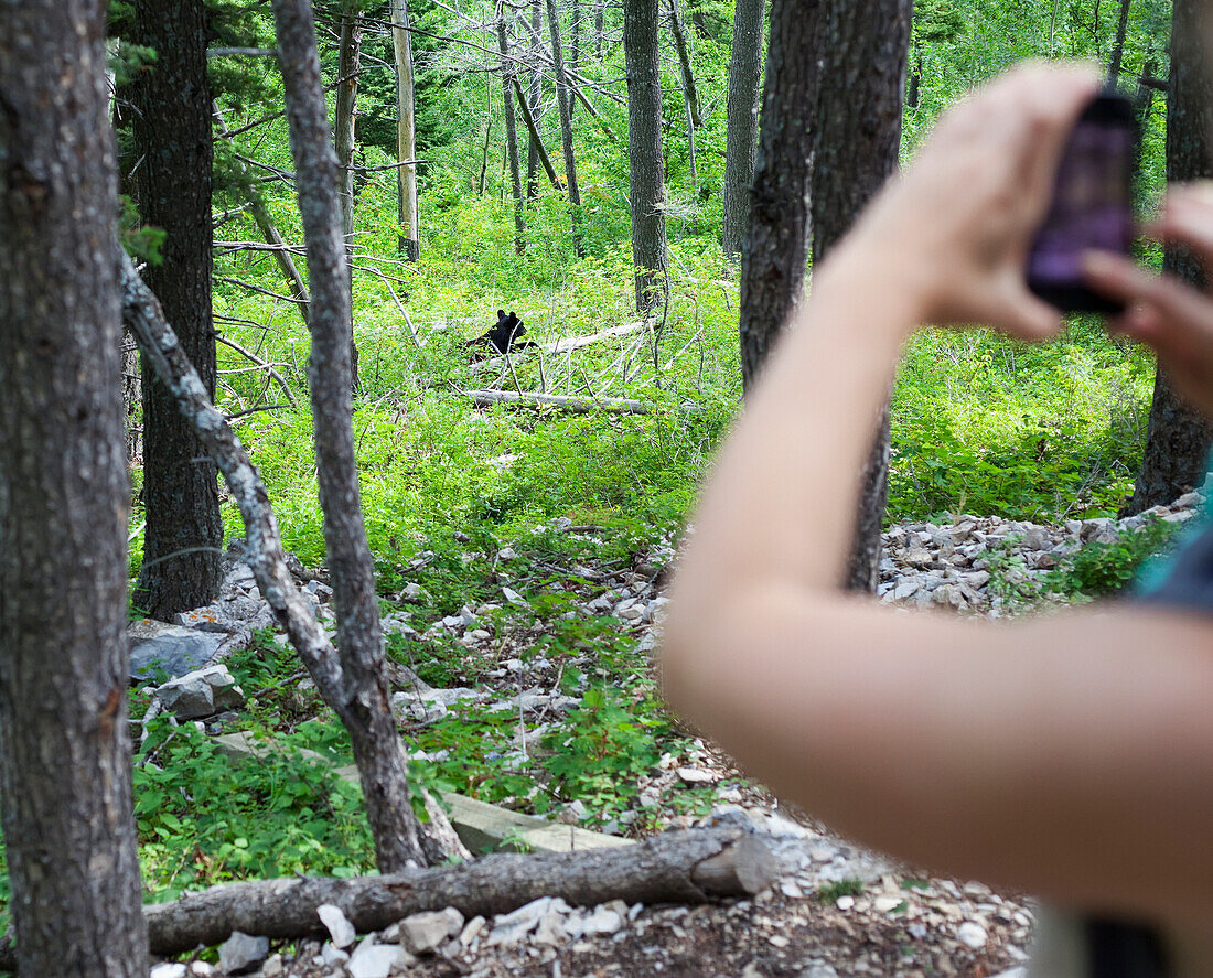'A Young Woman Takes A Photo Of A Wild Black Bear (Ursus Americanus) Cub With Her Phone; Alberta, Canada'