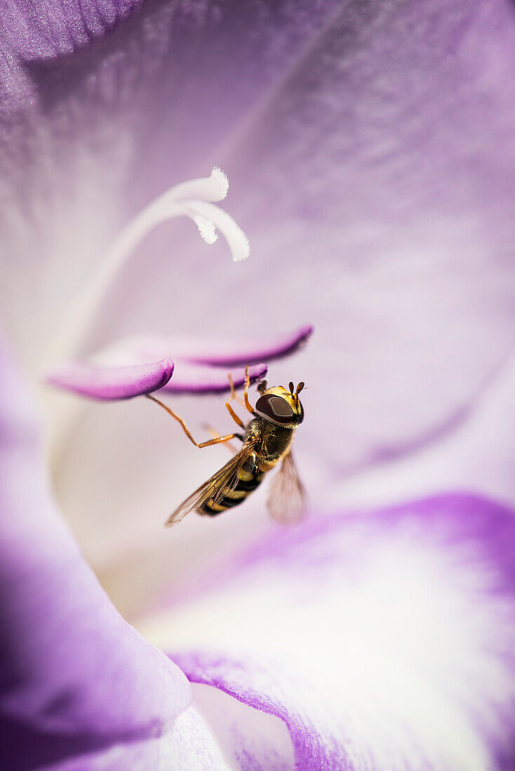 'A Hoverfly Visits A Gladiolus Blossom; Astoria, Oregon, United States Of America'