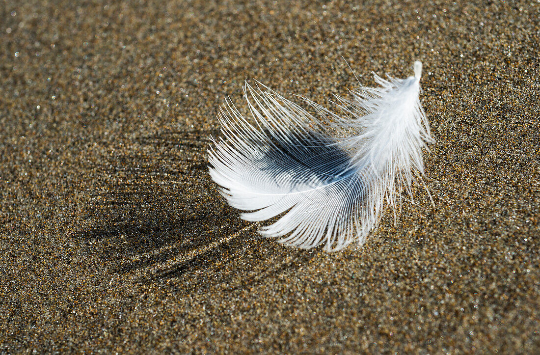 'A Molted Gull Feather Lies On The Beach; Cannon Beach, Oregon, United States Of America'