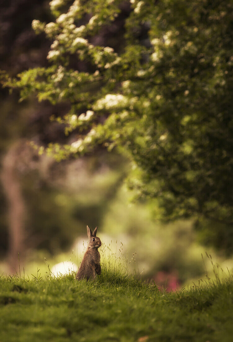 'A brown rabbit sits up with ears perked; Lake District, Cumbria, England'