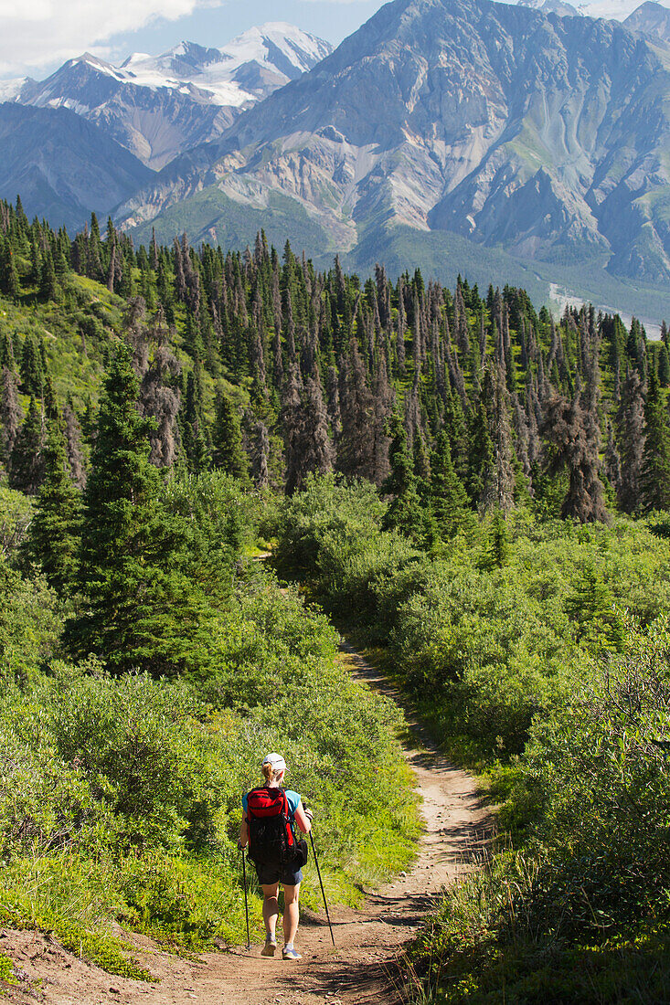 'Female hiker on a trail through the forest with a view of mountains in Haines Junction; Yukon, Canada'