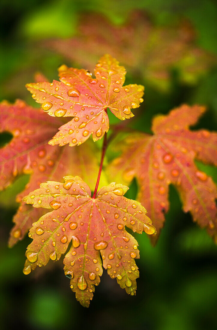 'Bigleaf Maple leaves catch raindrops; Westport, Oregon, United States of America'