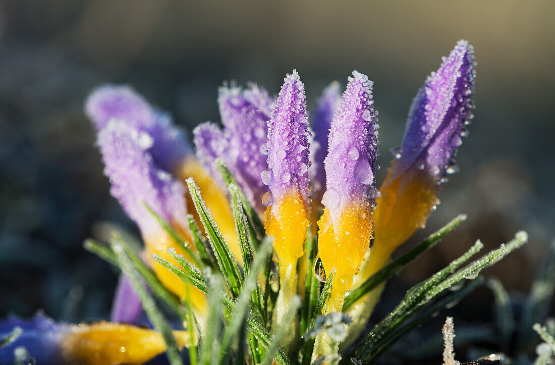 Frost bildet sich auf Krokussen im Frühling; Astoria, Oregon, Vereinigte Staaten von Amerika'