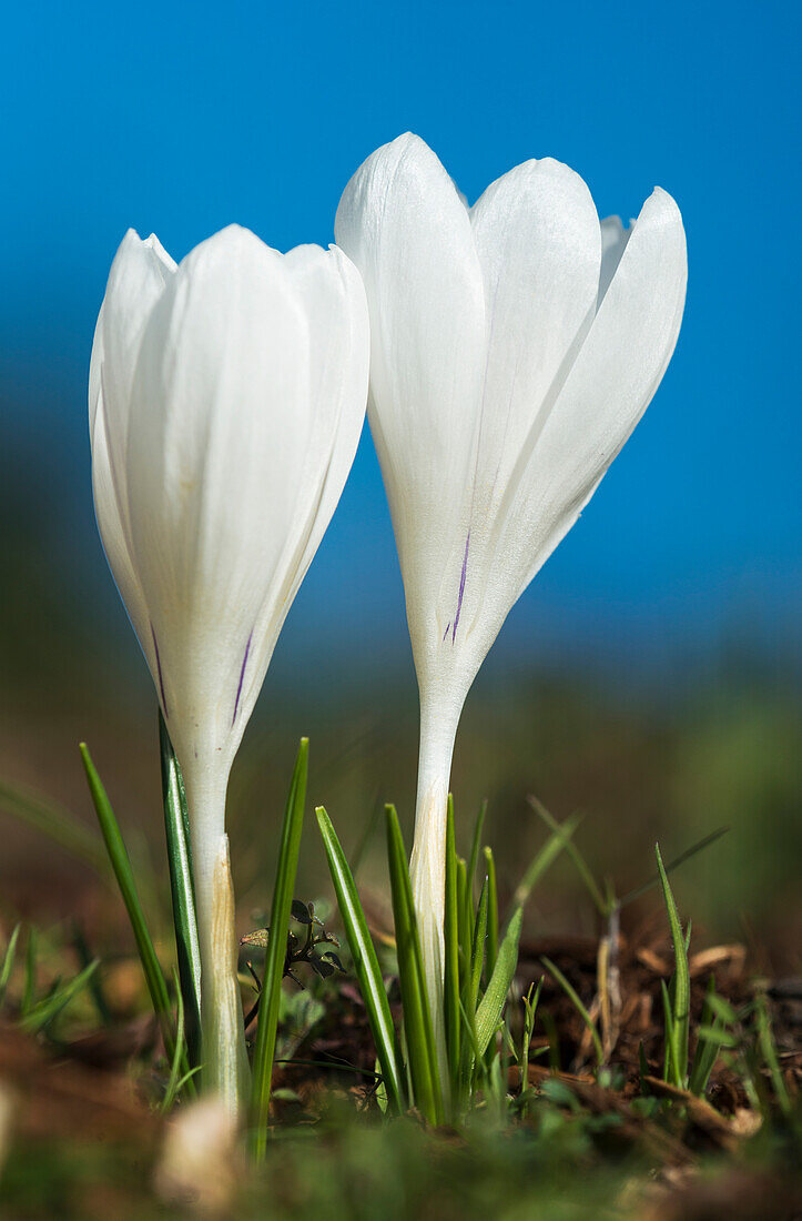 Krokusse blühen im Frühling; Astoria, Oregon, Vereinigte Staaten von Amerika'