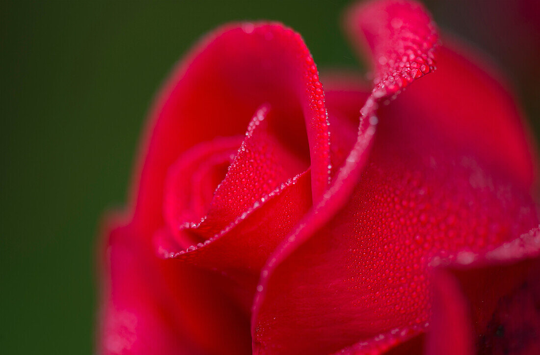 'Dew covers a rose blossom; Astoria, Oregon, United States of America'