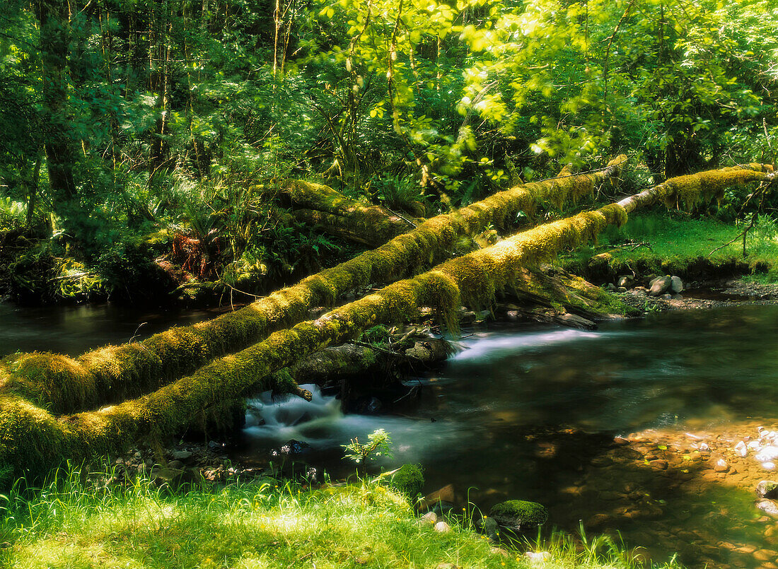 'Rock Creek flows through Siuslaw National Forest; Florence, Oregon, United States of America'