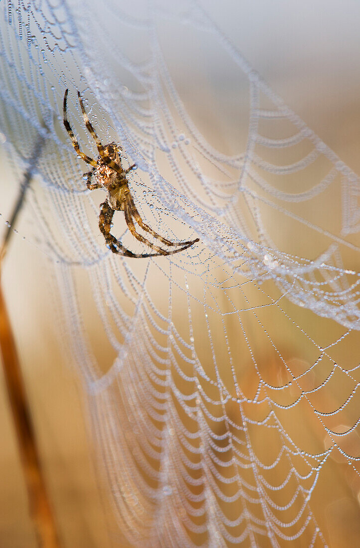 'A European Garden Spider waits in her web; Astoria, Oregon, United States of America'