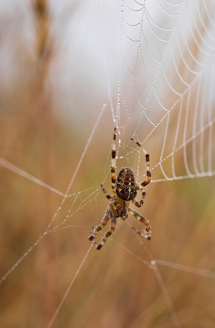 'A European Garden Spider waits in her web; Astoria, Oregon, United States of America'