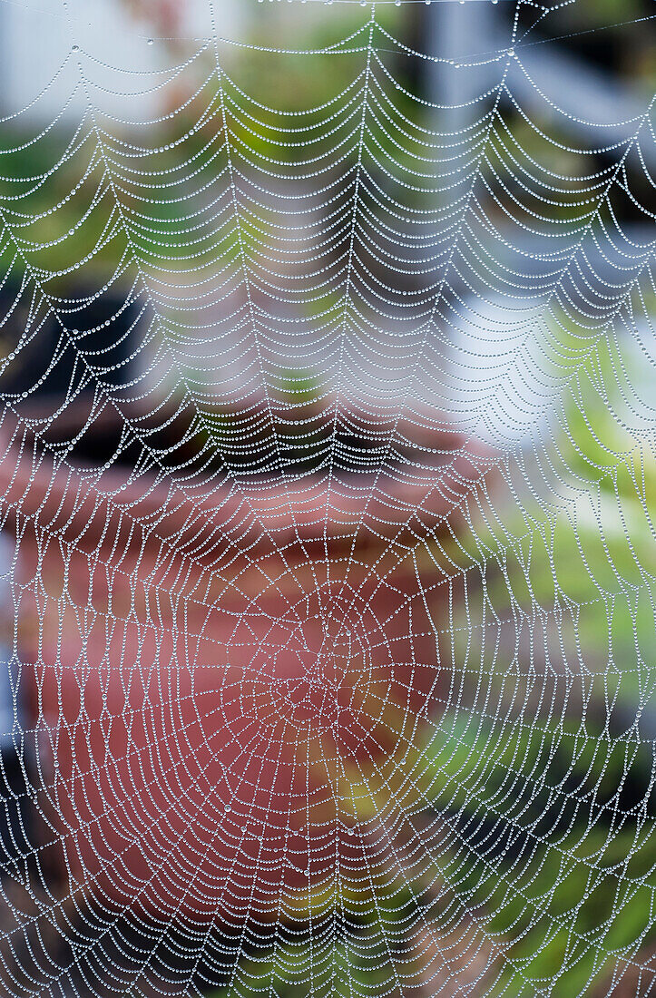 'Spider web decorates the garden; Astoria, Oregon, United States of America'