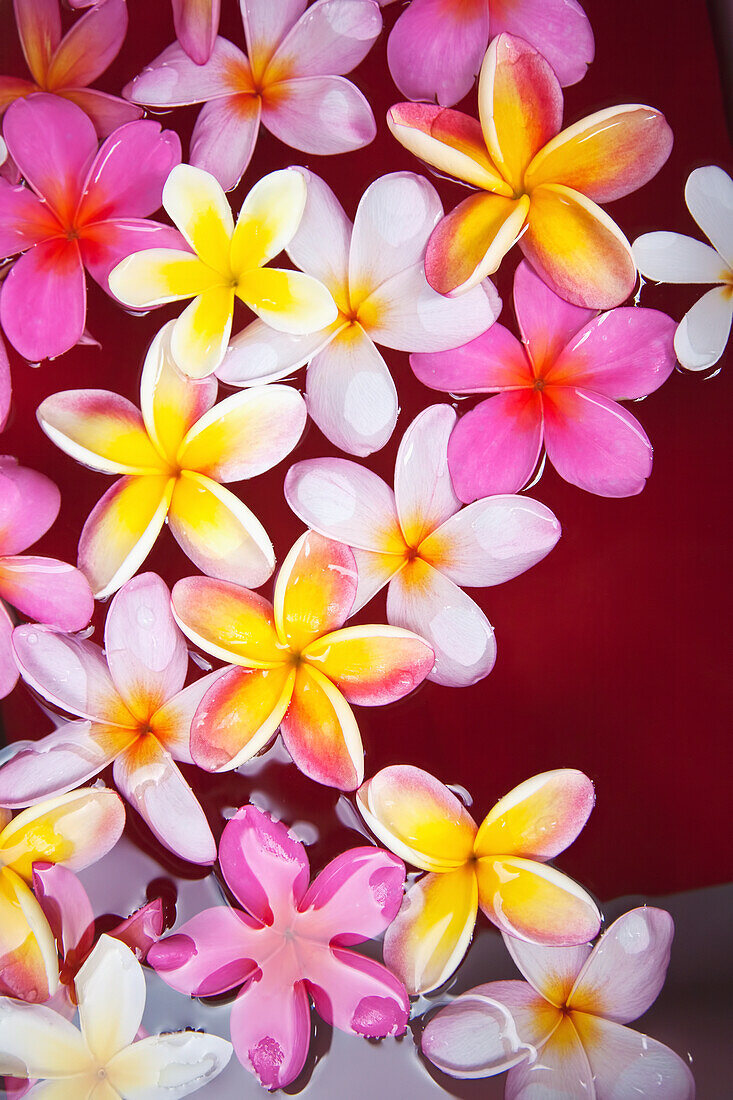 'Pink Plumerias (frangipanis) floating in water; Maui, Hawaii, United States of America'