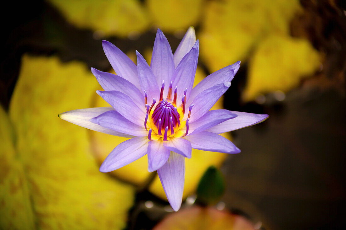 'Water Lily in bloom; Maui, Hawaii, United States of America'