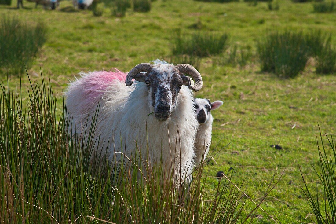 Mother sheep and lamb in Connemara County Mayo Ireland Europe