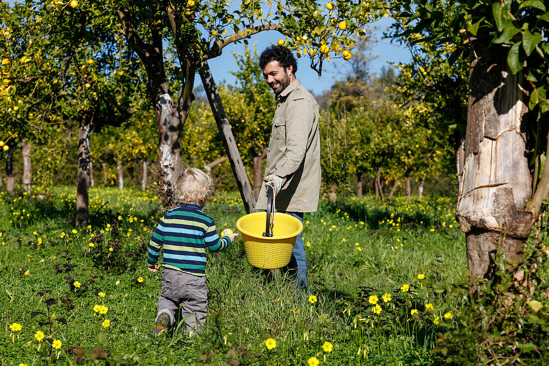 Junge hilft Bauer bei der Zitronenernte, Cottage Casa Zisola, Noto, Syrakus, Sizilien, Italien