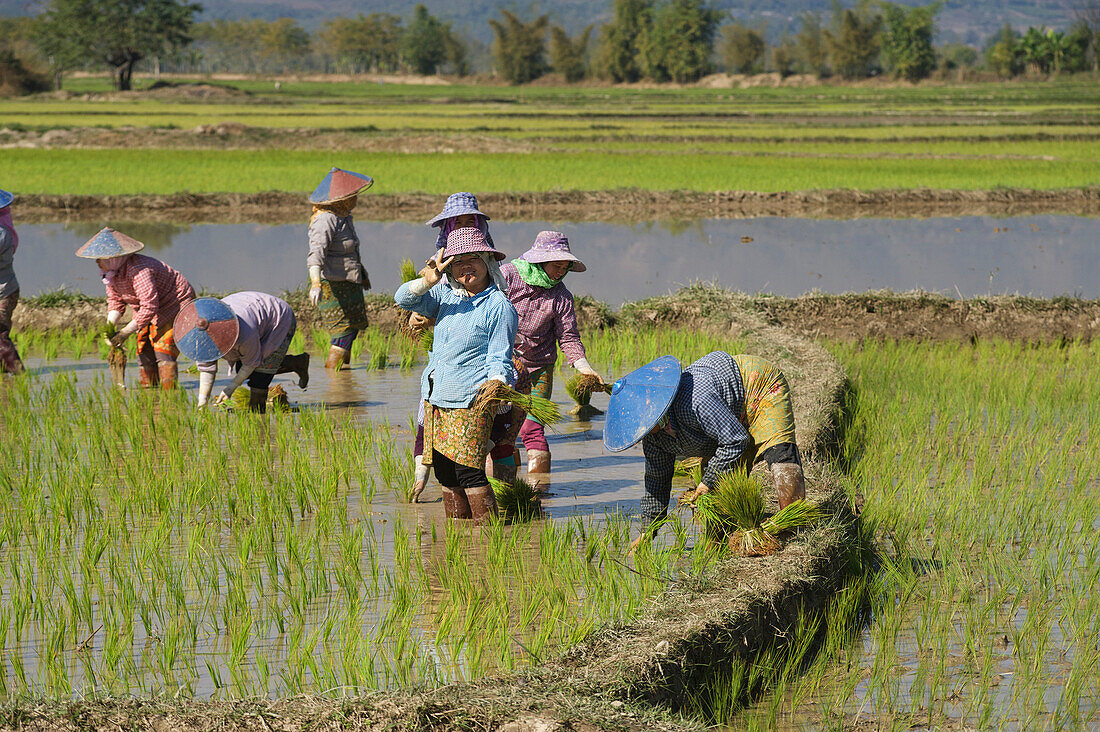 Frauen beim Reissetzen nahe Kyaing Tong, Kentung, Shan Staat, Myanmar, Burma