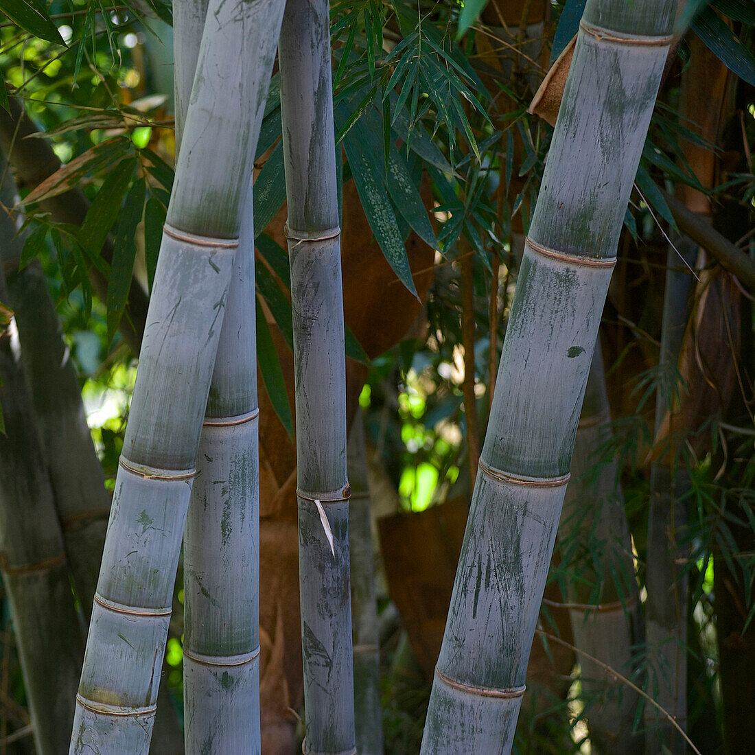 Grüner Bambus bei Kyaing Tong, Kentung, Shan Staat, Myanmar, Burma