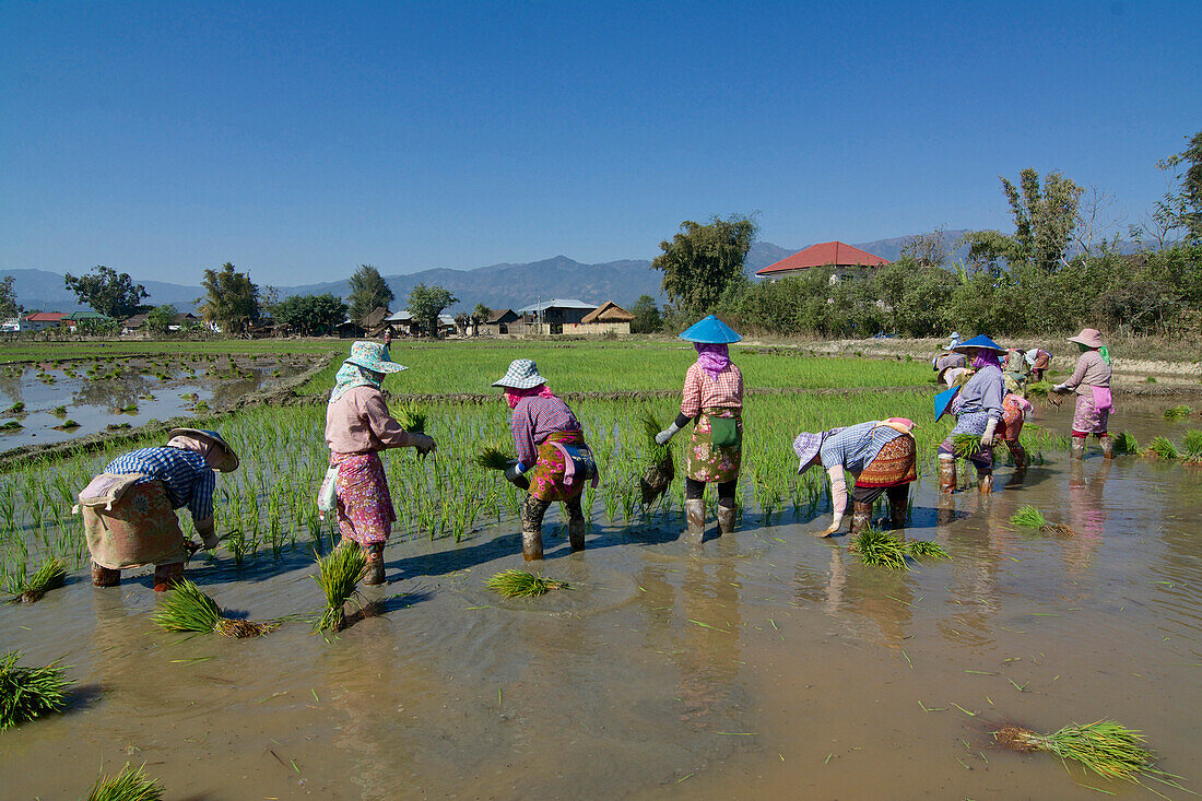 Frauen beim Reissetzen nahe Kyaing Tong, Kentung, Shan Staat, Myanmar, Burma