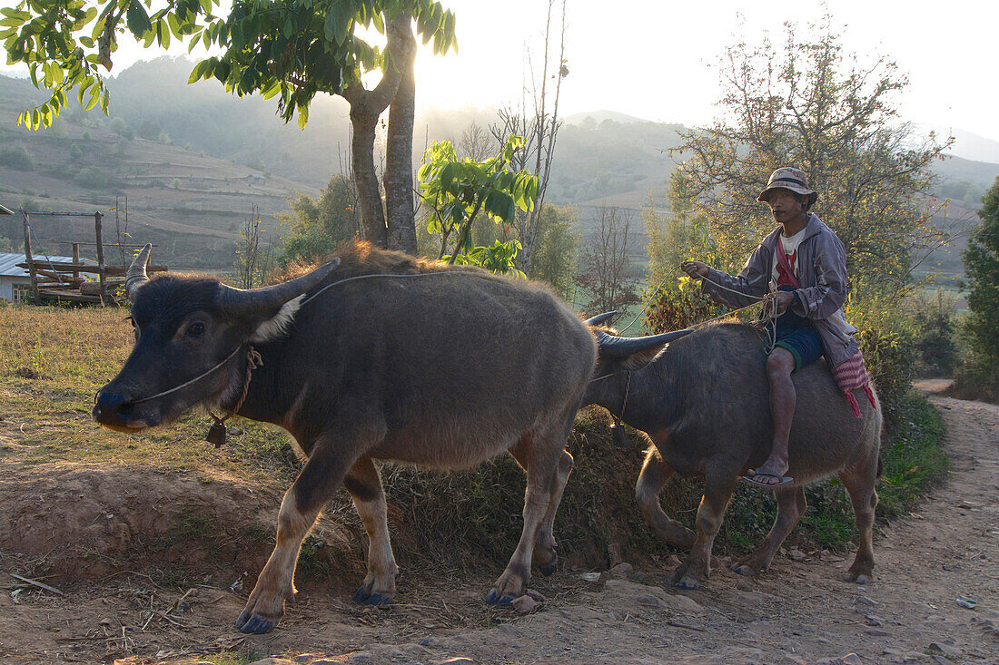 Trekking from Kalaw to Inle Lake, man riding on a water buffalo on his way back home to his Danu village, Shan State, Myanmar, Burma