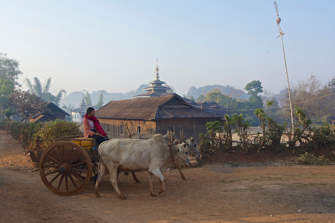 Trekking von Kalaw zum Inle See, Ochsenkarren und Tempel am Morgen in einem Danu Dorf auf halbem Weg, Shan Staat, Myanmar, Burma