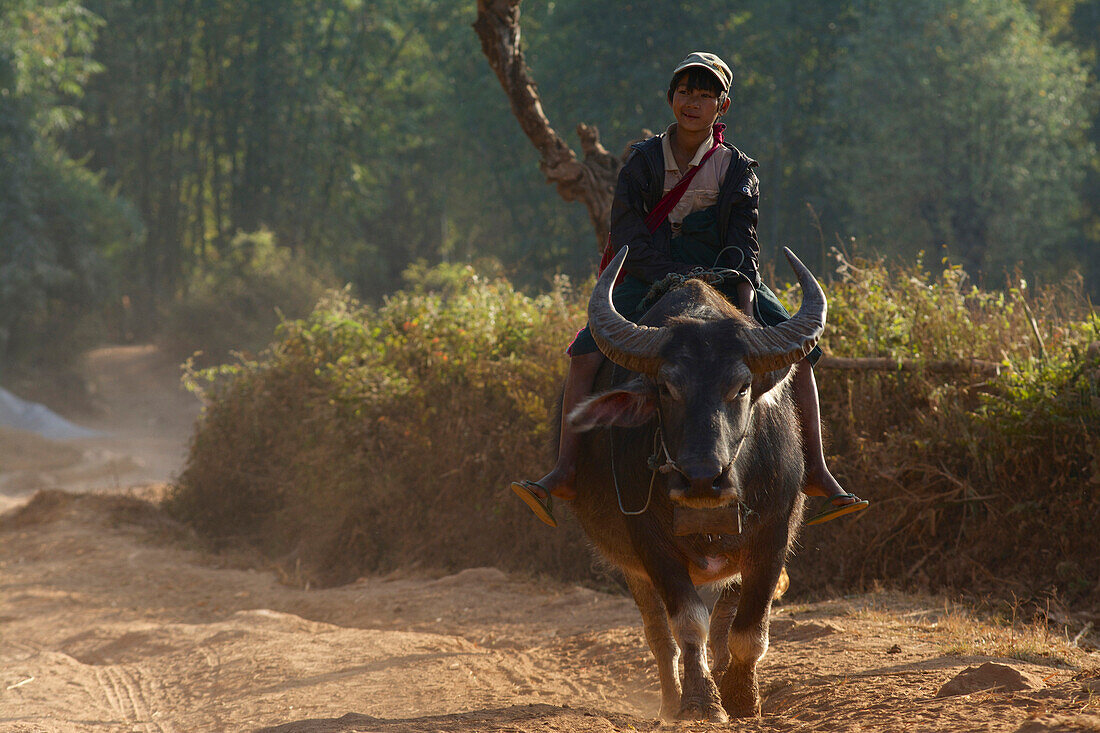 Trekking from Kalaw to Inle Lake, boy riding on a waterbuffalo, evening in a Danu village at the half way stage, Shan State, Myanmar, Burma