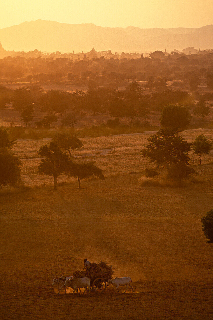 Oxcart in the evening light in the dry season, Bagan, Pagan, Myanmar, Burma, Asia