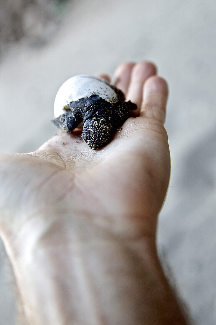 Schildkröte schlüpft auf einer Hand, Praia, Santiago, Kap Verde