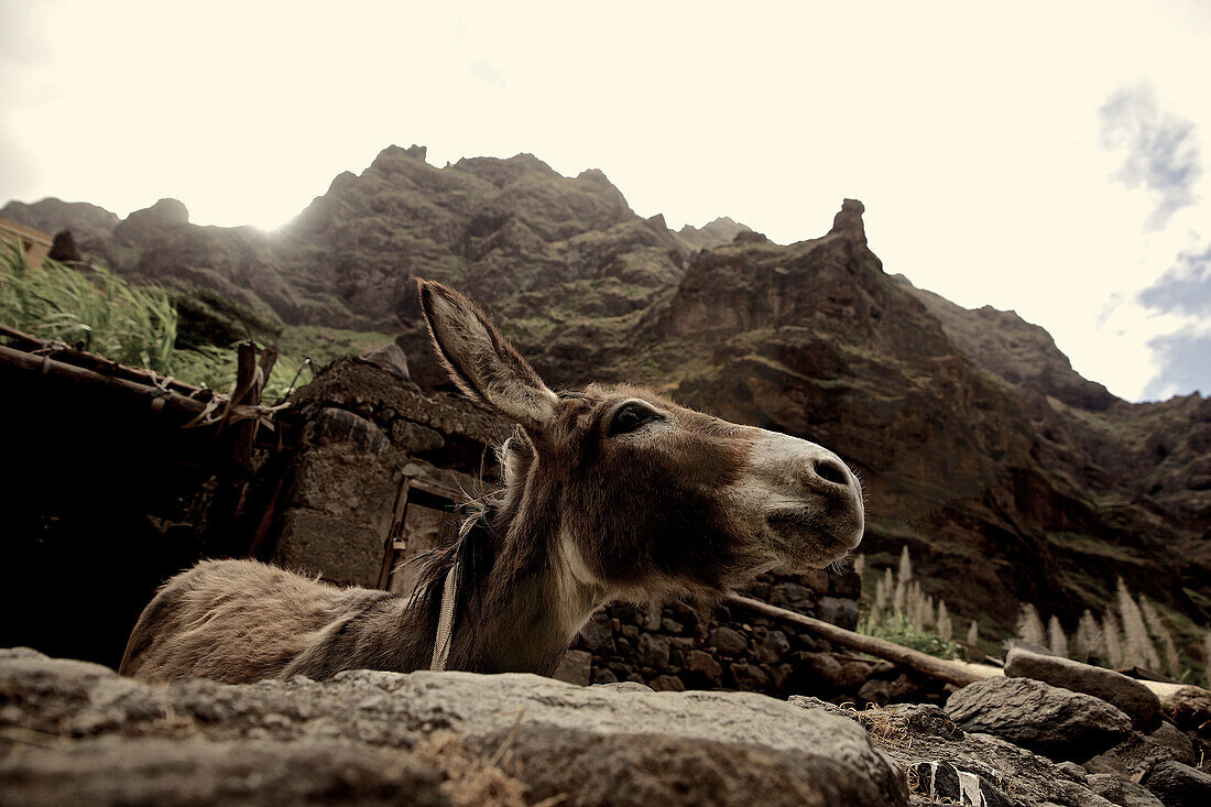 Donkey in an old barn, Praia, Santiago, Cape Verde