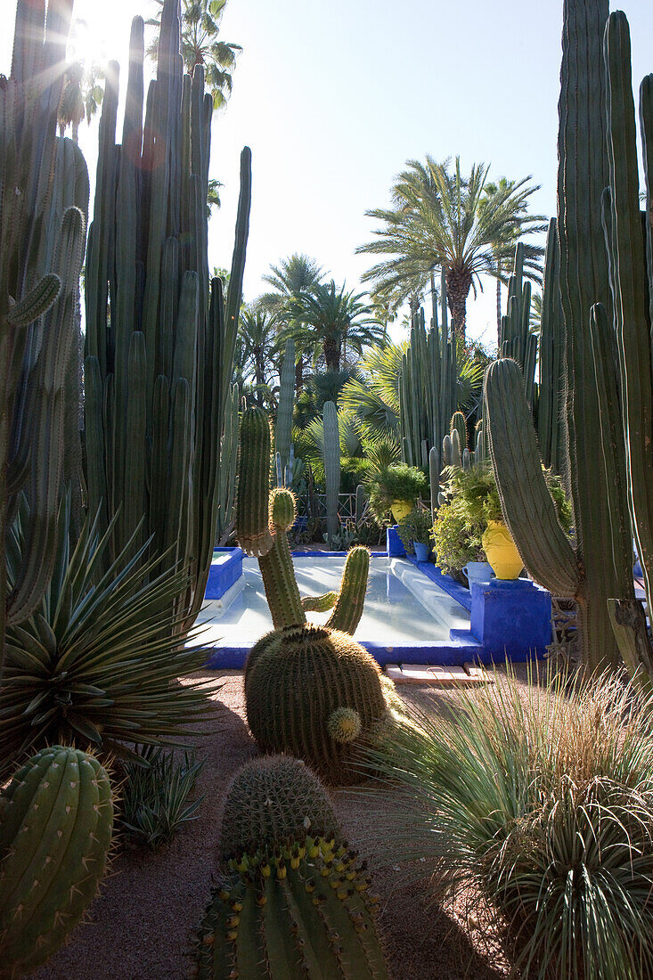 YSL's garden, Majorelle Garden, Marrakech, Morocco