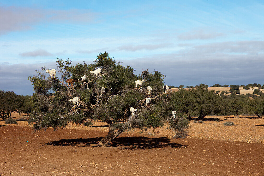 Herd of goats in an argan tree, Essaouira, Morocco