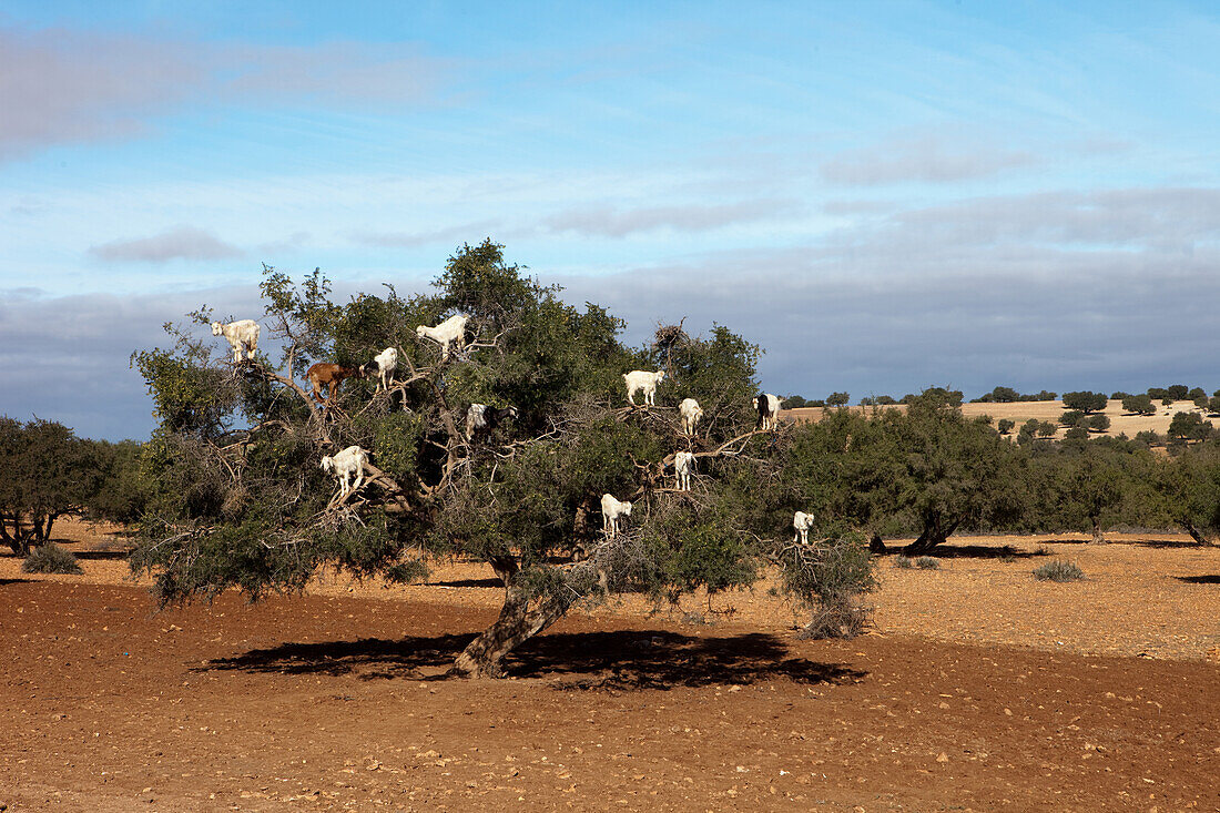 Ziegenherde in einem Arganbaum, Essaouira, Marokko