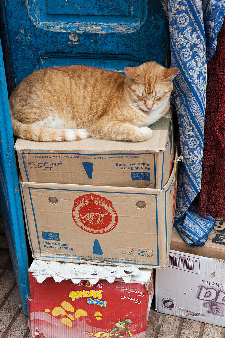 schlafende Katze vor einem Geschäft, Essaouira, Marokko