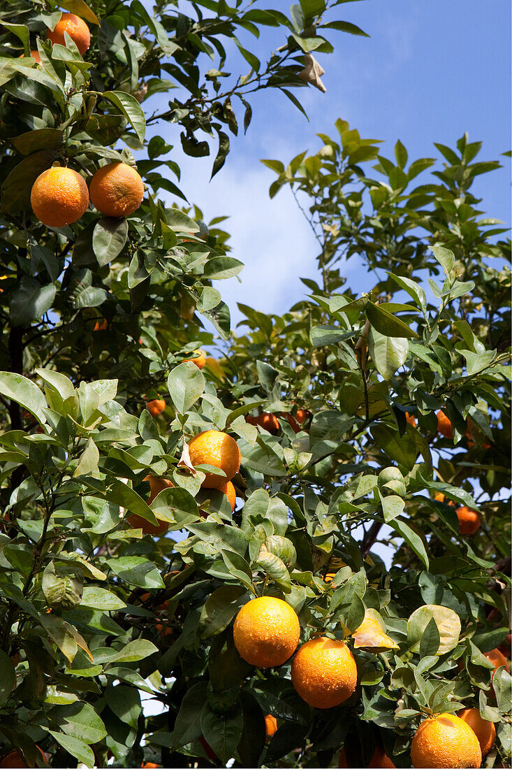 Orangenbaum mit reifen Orangen, Valle de Ourika, Hoher Atlas, Marokko