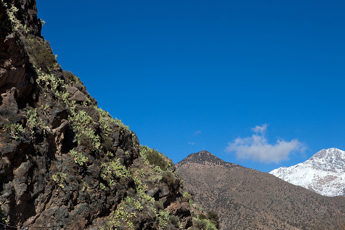 Kakteen auf Felsen und schneebedeckter Gipfel, Setima Fatma, Valle de Ourika, Hoher Atlas, Marokko