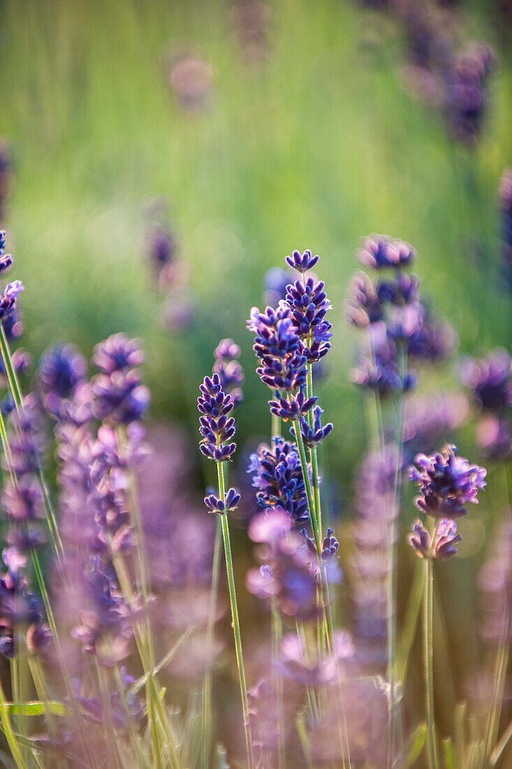 Lavender, Pfullingen, Baden-Wurttemberg, Germany