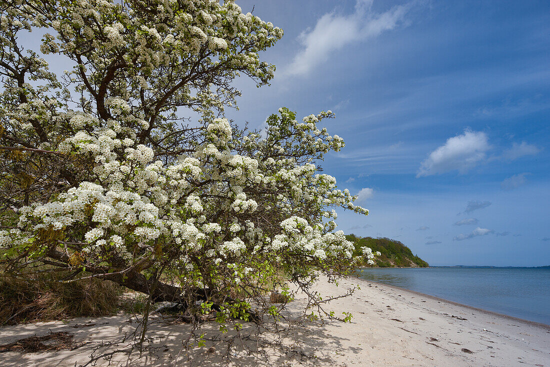 Wild fruit blossom at Baltic Sea, Mecklenburg Western Pomerania, Germany