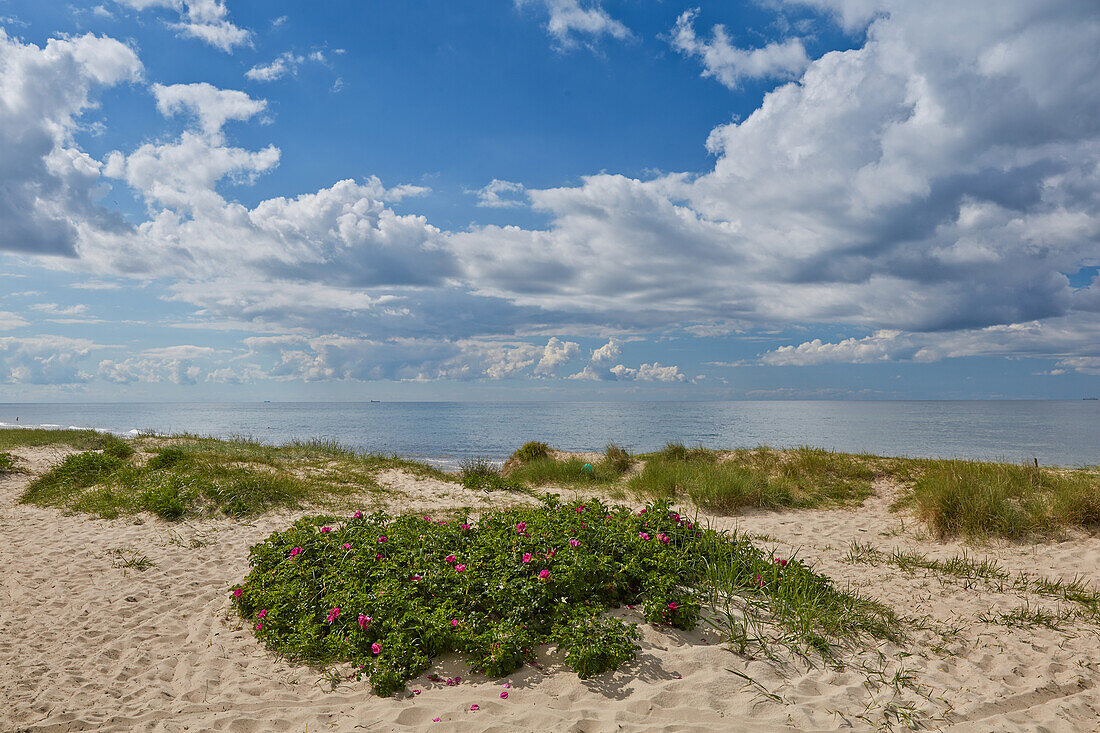 Baltic Sea beach near Kuehlungsborn, Baltic Sea, Mecklenburg Western Pomerania, Germany