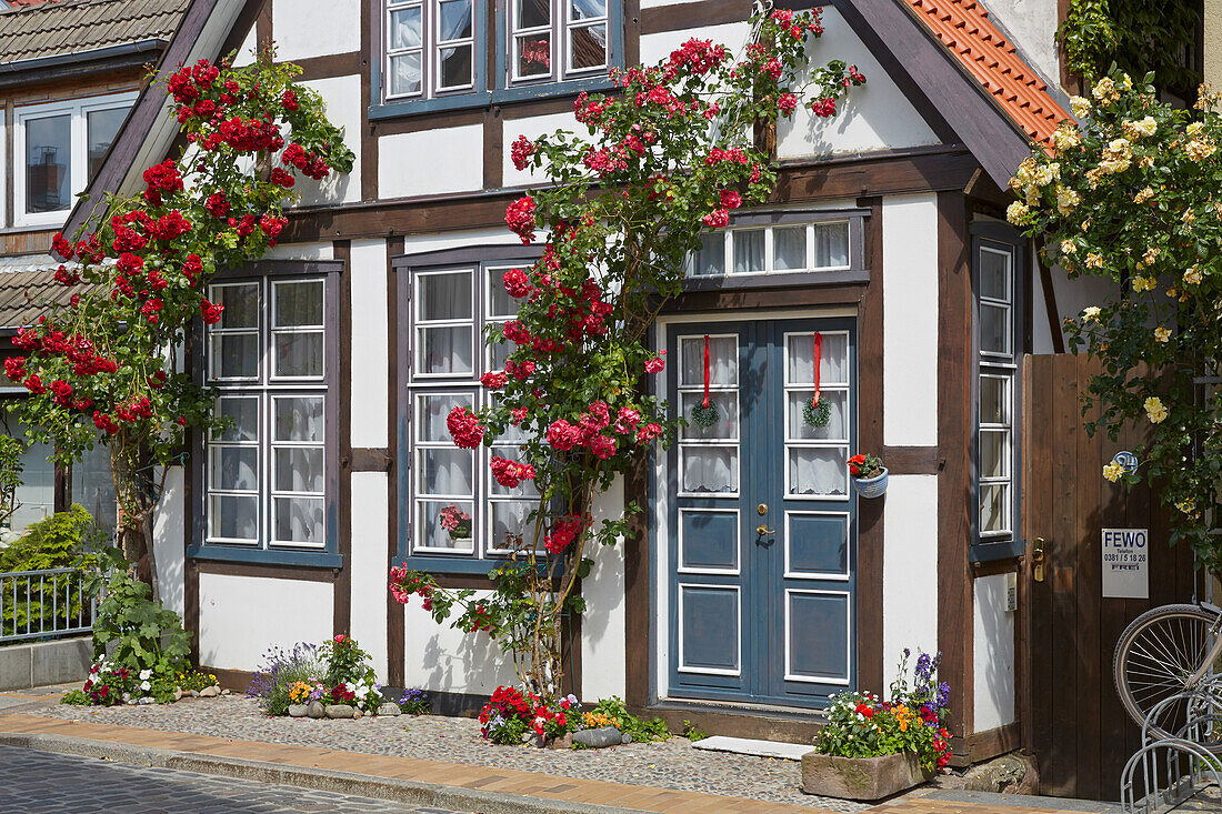 Roses on the facade of a timberframe house, Warnemuende, Mecklenburg Western Pomerania, Germany