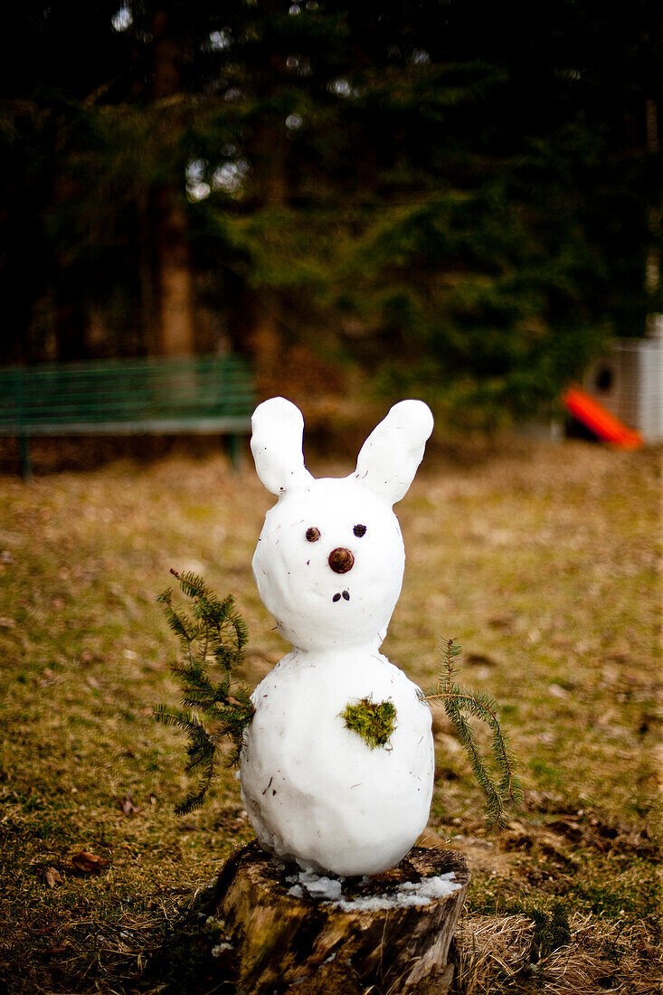 Snow rabbit in spring, Styria, Austria
