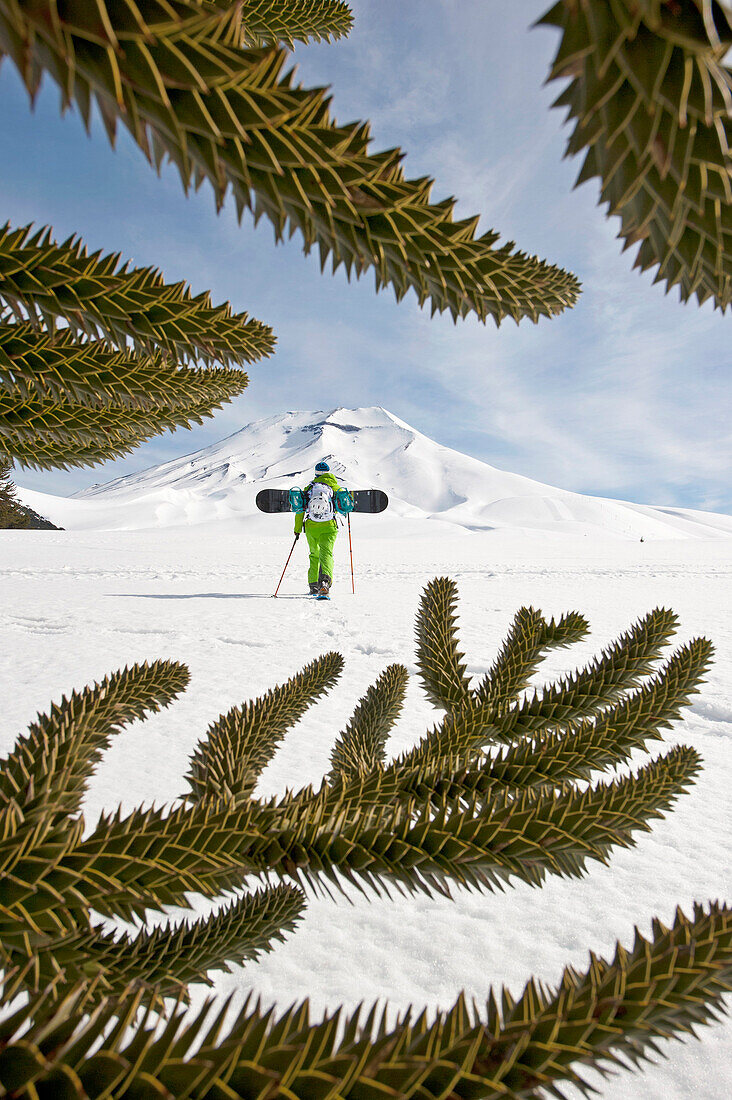 Snowboarder with snowshoes ascending, Chilean pine in foreground, Corralco ski resort, Lonquimay, Araucania, Chile