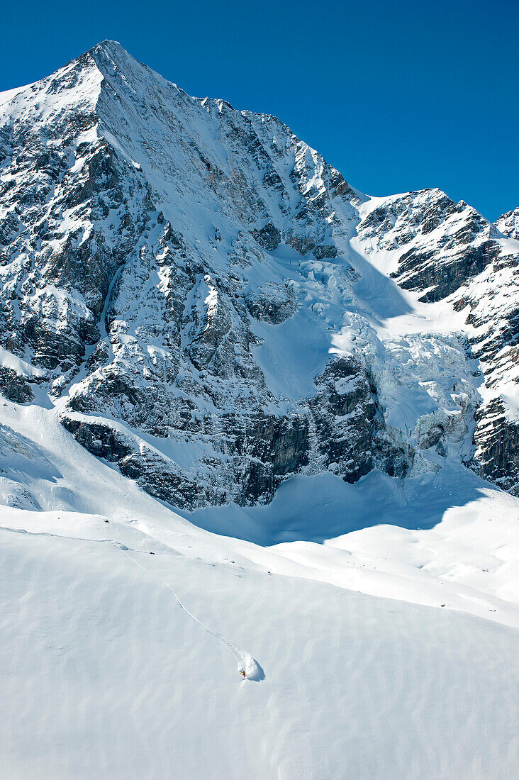 Skier downhill skiing in deep snow, Gran Zebru, Sulden, Ortler Alps, South Tyroll, Italy
