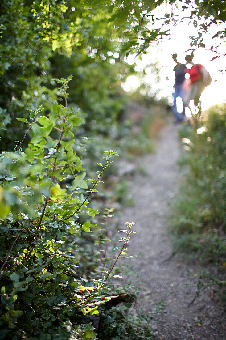 Hiking along hiking trail Rheinsteig, near Sankt Goarshausen, Rhineland-Palatinate, Germany