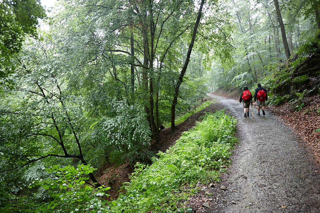 Wanderer im Wald bei Regen, Dörscheid, Rheinland-Pfalz, Deutschland